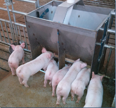 Agriculture Farming Livestock - Comedouro Duplo de Aço Inoxidável para