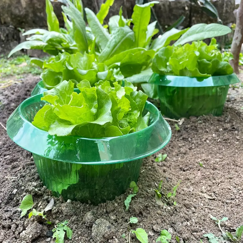 Plantas slug proteção anéis le - Vegetable Transplanter avaliação e preço
