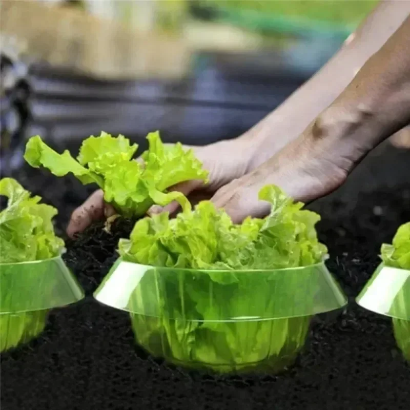 Plantas slug proteção anéis le - Vegetable Transplanter avaliação e preço