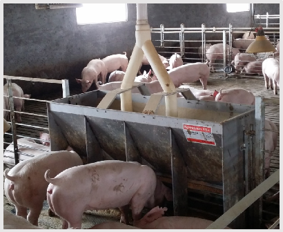 Comedouro Duplo de Aço Inoxidá - Agriculture Farming Livestock avaliação e preço