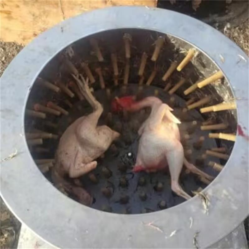 Nova codorna pombos pássaro má - Chicken Plucker Machine avaliação e preço